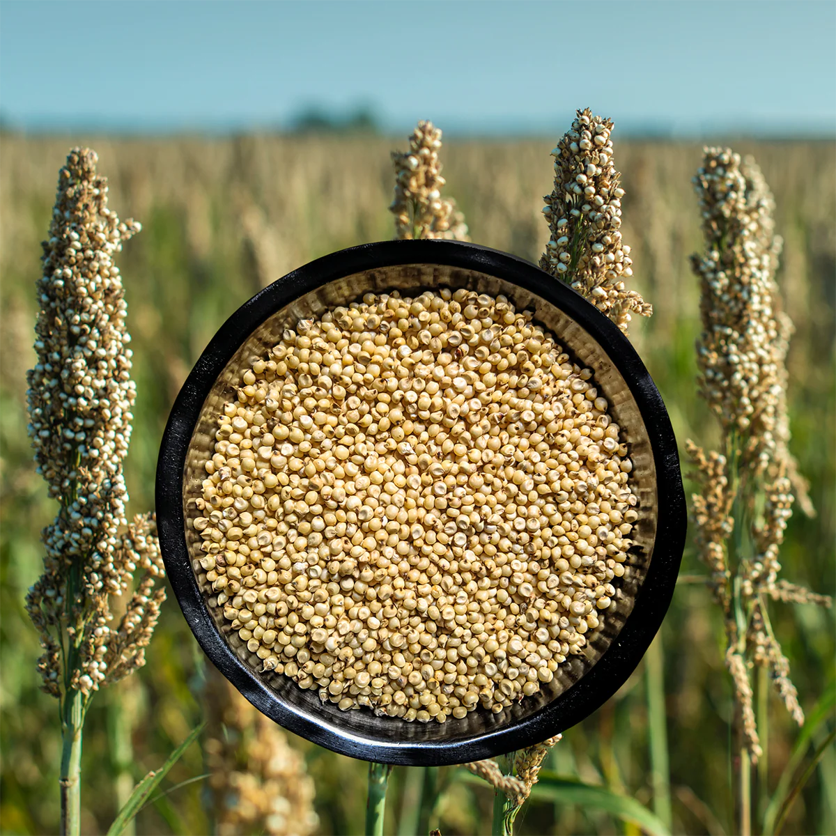 Jowar sorghum grains