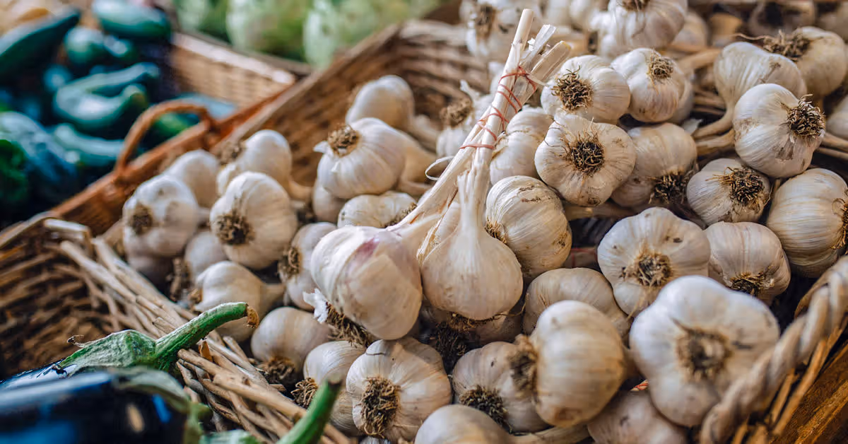 Fresh Garlic