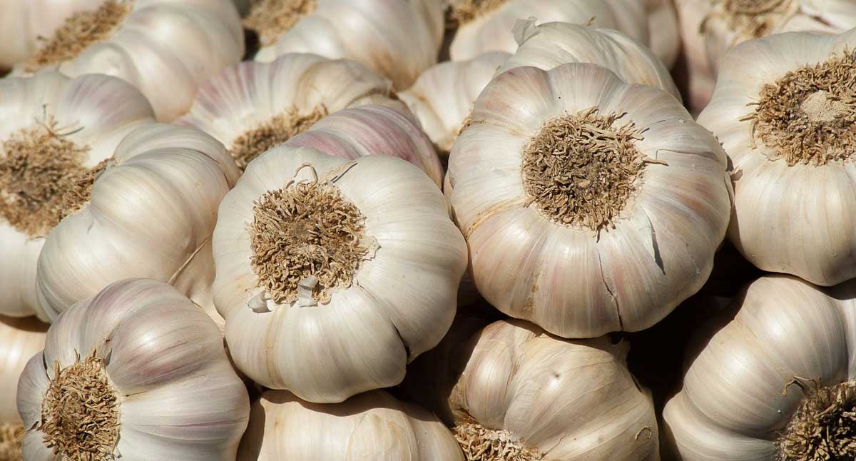 Fresh Garlic